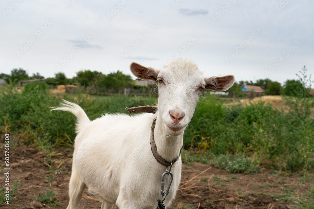portrait of white house goat on the field . farm animals. portrait of white house goat on the field . farm animals.
