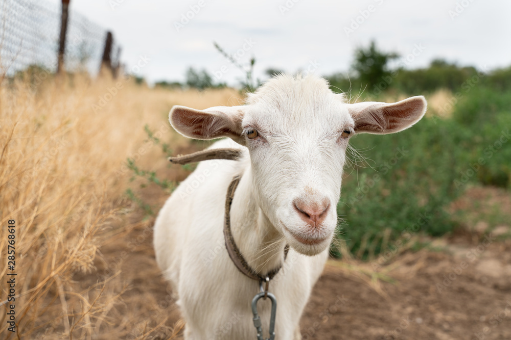 portrait of white house goat on the field . farm animals. portrait of white house goat on the field . farm animals.