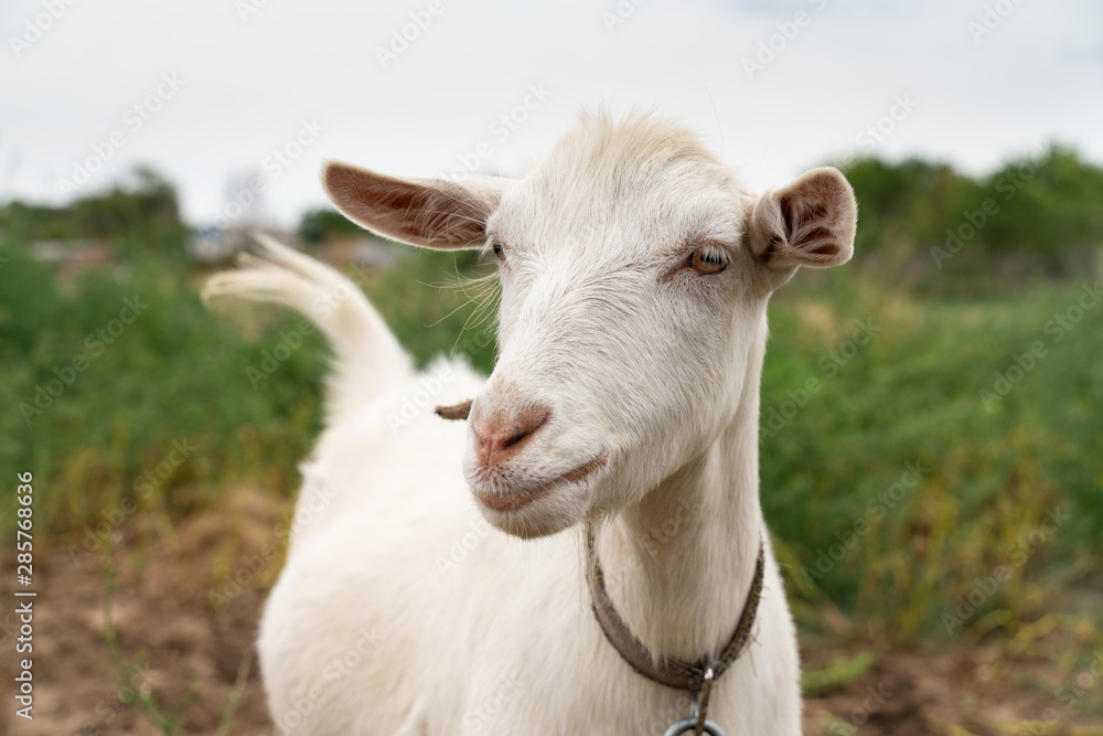 portrait of white domestic goat close-up . farm animals. portrait of white domestic goat close-up . farm animals.
