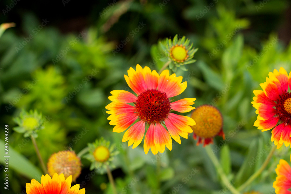 Gaillardia flower in the garden Gaillardia flower in the garden