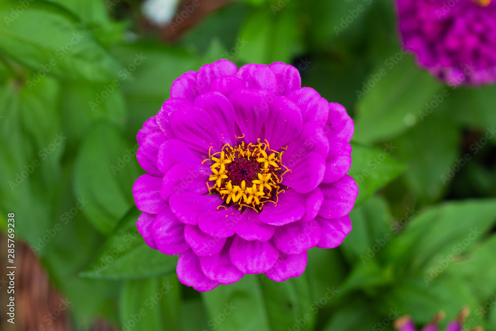 Pink Flower In The Garden Pink Flower In The Garden