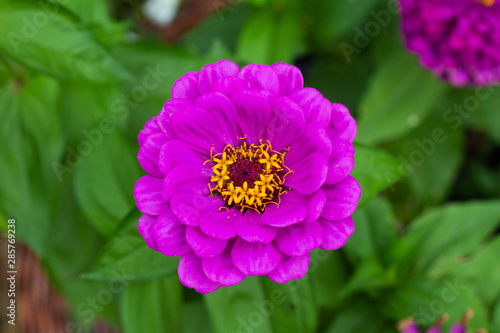 Pink Flower In The Garden