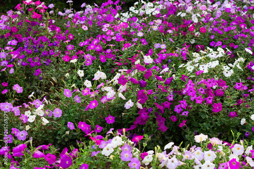 colorful blooming Petunia flowers