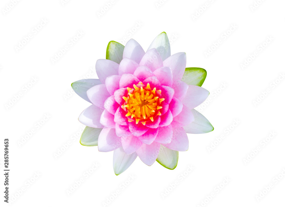 beautiful pink lotus flower isolated on white background. aquatic water lily fresh nature flower blooming top view flat lay.