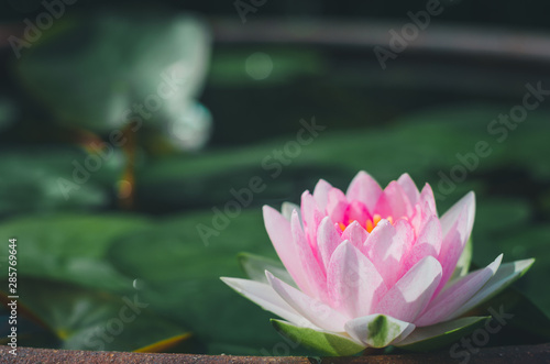beautiful pink lotus flower in pond. aquatic water lily fresh nature flower blooming background outdoors in garden top view with sunlight.