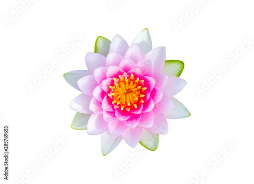 beautiful pink lotus flower isolated on white background. aquatic water lily fresh nature flower blooming top view flat lay.