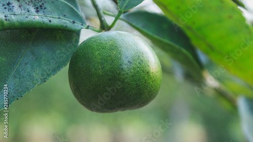 fresh orange tree plants in the garden photo