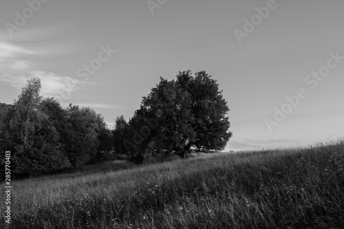 Transylvanian summer