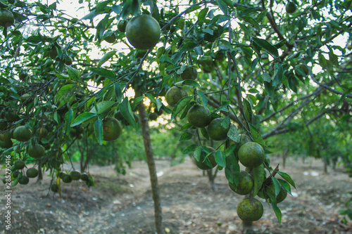 fresh orange tree plants in the garden photo