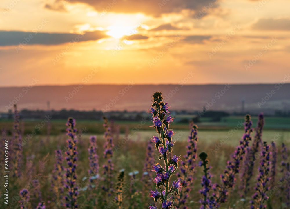Obraz premium The landscape in Low Saxony, Germany.