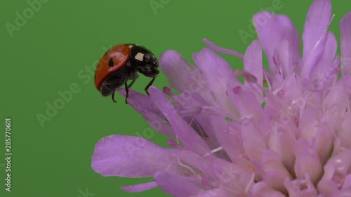 Ladybug sitting on purple flower and cleaning up HD