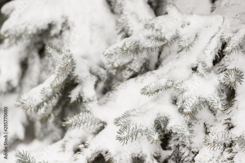 Closeup of snowy evergreen tree in the open air. Preparation for decorating evergreen trees with Christmas decor. Winter, holiday season and Christmas concept. A traditional holiday.