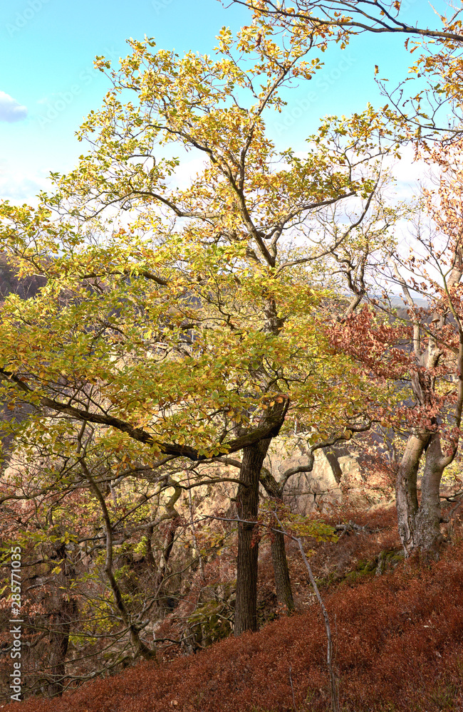 young oak in autumn - Bodetal - Germany