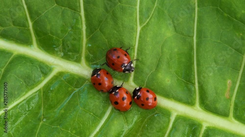 Ladybugs family on the green leaf after rain 4K