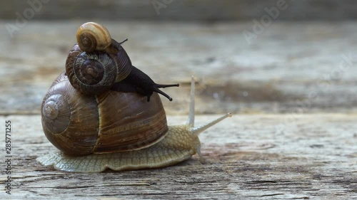 Snail family crawling on the wooden background 4K