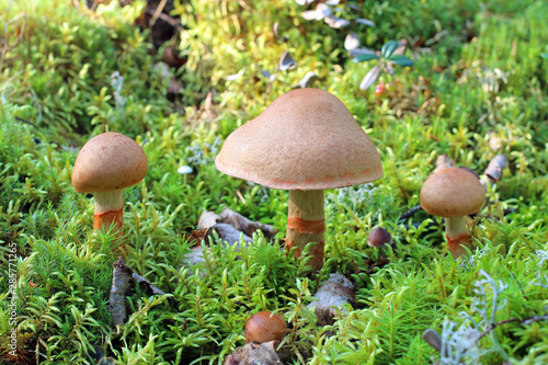 Cortinarius armillatus. Three mushrooms in August
