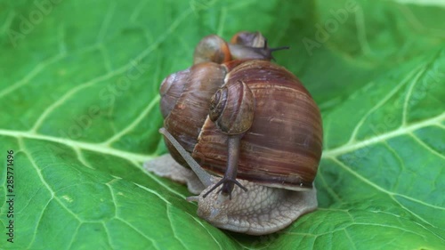Snail family on the green leaf 4K