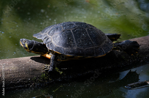 Tortue, trachémyde à ventre jaune