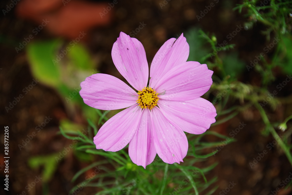 Obraz premium Cosmos