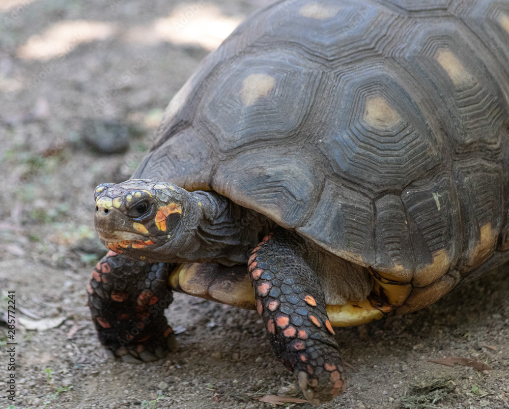 tortue mauresque