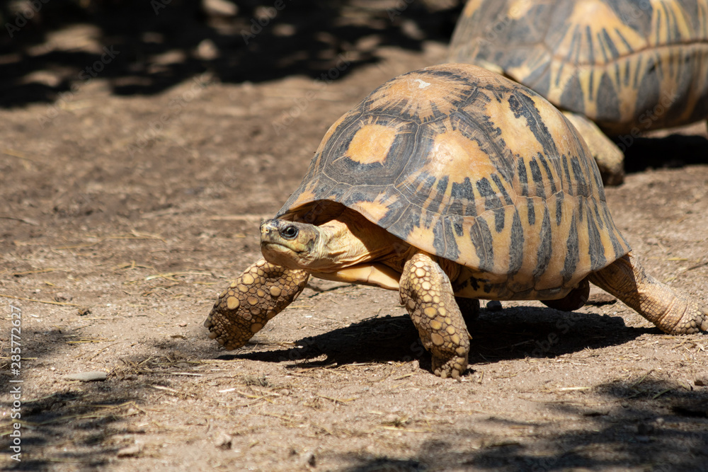 Obraz premium tortue rayonnée