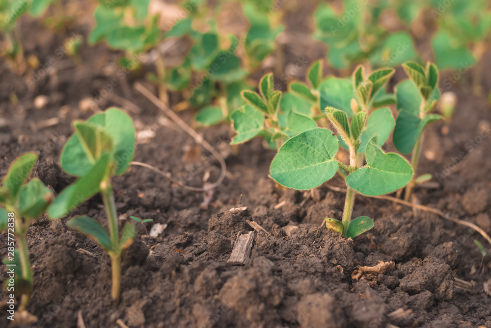Shoots of green beans sprouts on field close up Shoots of green beans sprouts on field close up