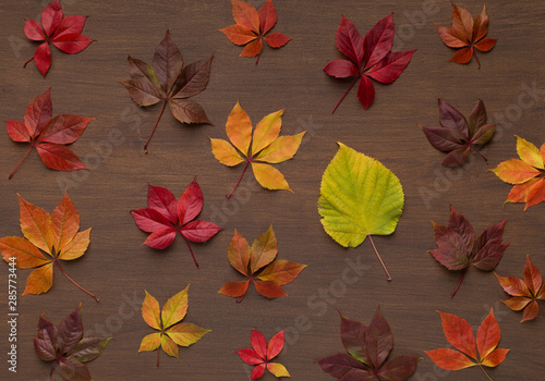 Autumn background with flat lay of colored dead leaves