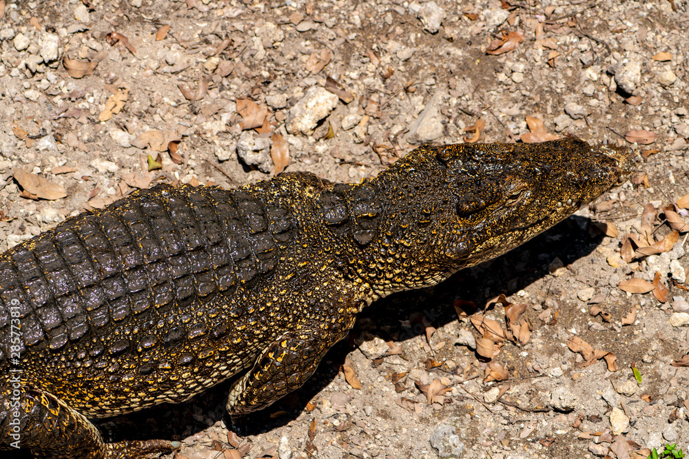Obraz premium Crocodile or alligator close-up portrait