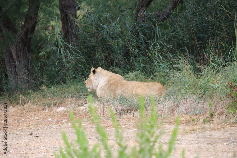 Naklejka premium lion dans un zoo