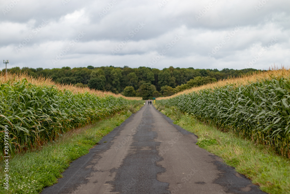Asphaltweg durch Maisfelder
