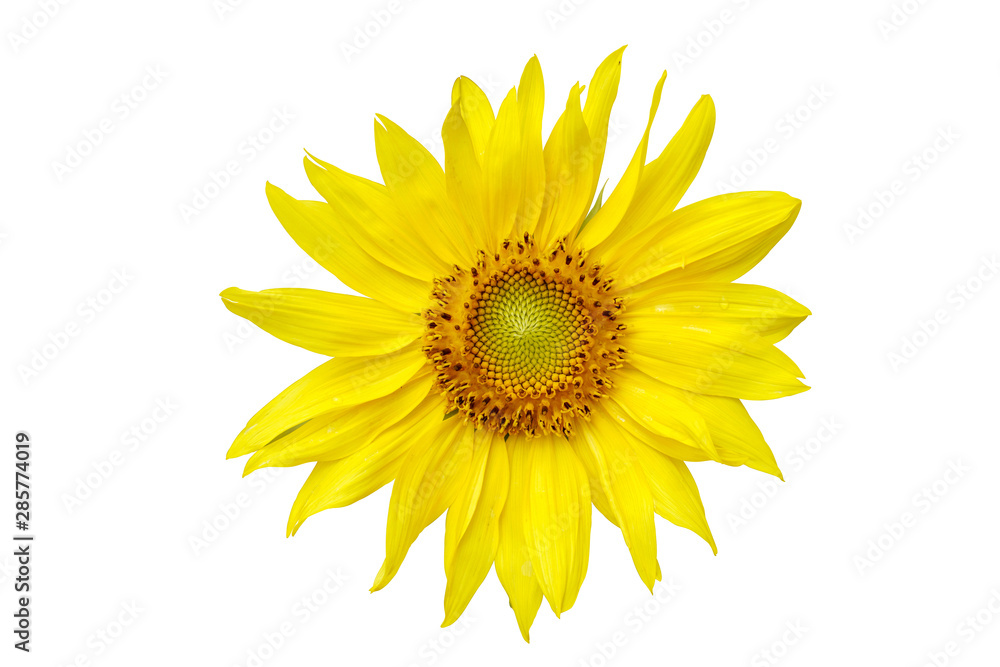 Fototapeta premium Front and head of sunflower isolate on white background and make with paths.