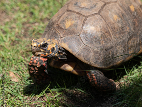 tortue charbonnière