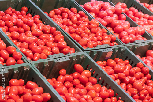 Showcase with tomatoes in a supermarket. A lot of red tomato. The choice of products. vegetables © alenka2194