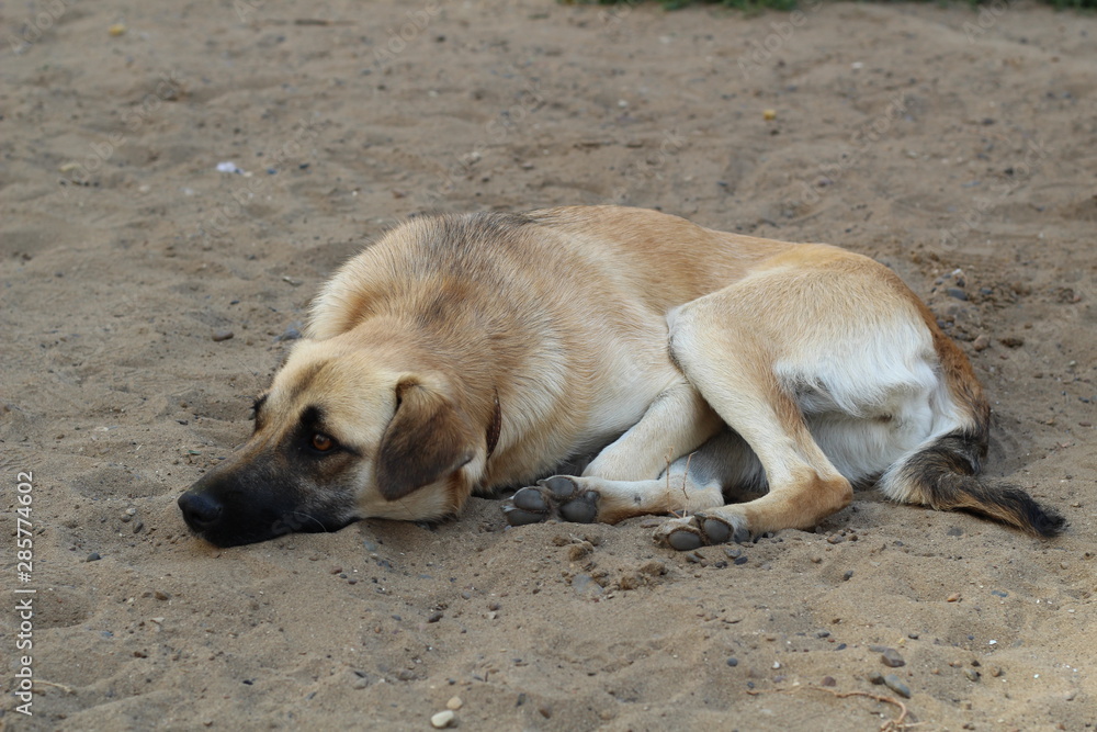 sad dog lying on the sand. poor solitude dog on the beach. poor dog waiting for its owner on the beach. sad dog sad dog lying on the sand. poor solitude dog on the beach. poor dog waiting for its owner on the beach. sad dog