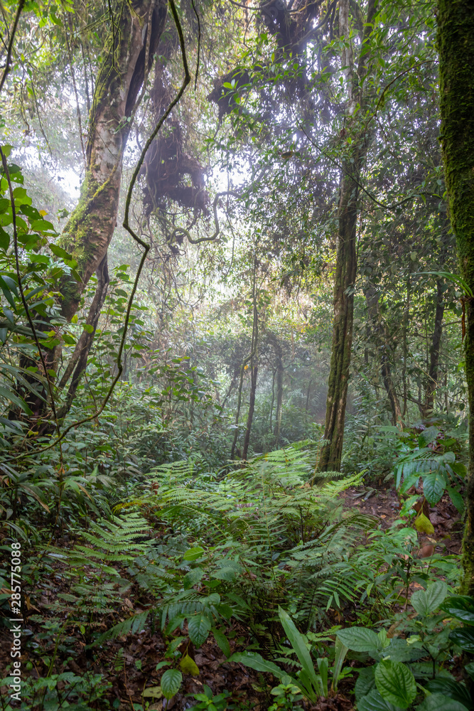 Fog and clouds in tropical rain forest at Cameron Highlands Malaysia Fog and clouds in tropical rain forest at Cameron Highlands Malaysia