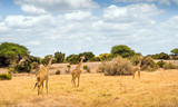 African giraffe in Kenya