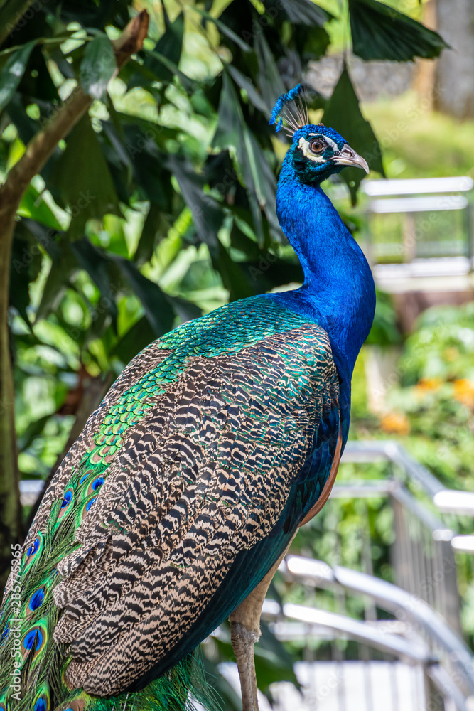 Naklejka premium Peacock peafowl with beautiful colored feathers shining in blue and green