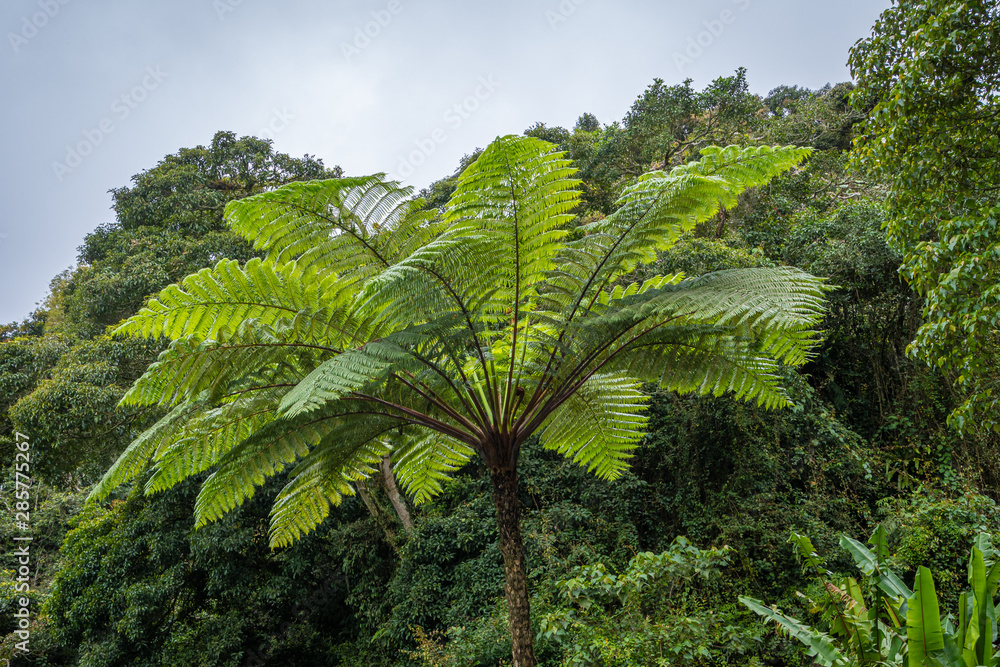 Palm tree in front of malaysian rain forest in Cameron Highlands Palm tree in front of malaysian rain forest in Cameron Highlands