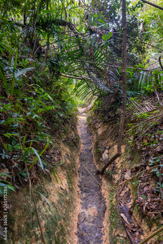 Penang island hiking path leading through tropical rain forest in Malaysia Penang island hiking path leading through tropical rain forest in Malaysia