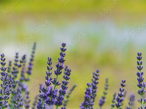 Close up of Lavender Flowers with Yellow Blur Background