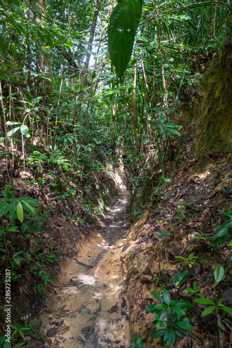 Penang National Park hiking path cutting deep through the muddy rain forest