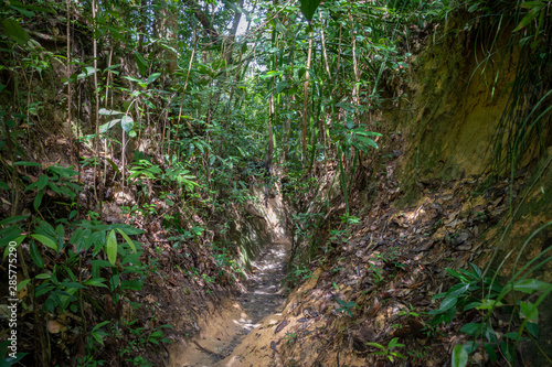 Penang National Park hiking path cutting deep through the muddy rain forest in Malaysia