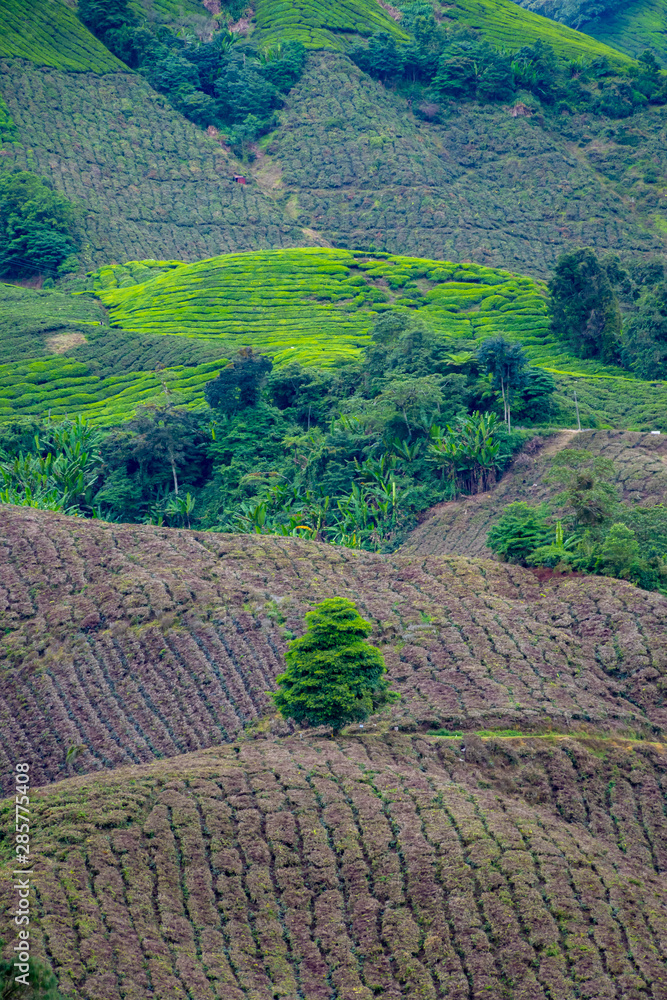 Tea plantation rows of Camellia sinensis reaching from valley bottom to mountain top