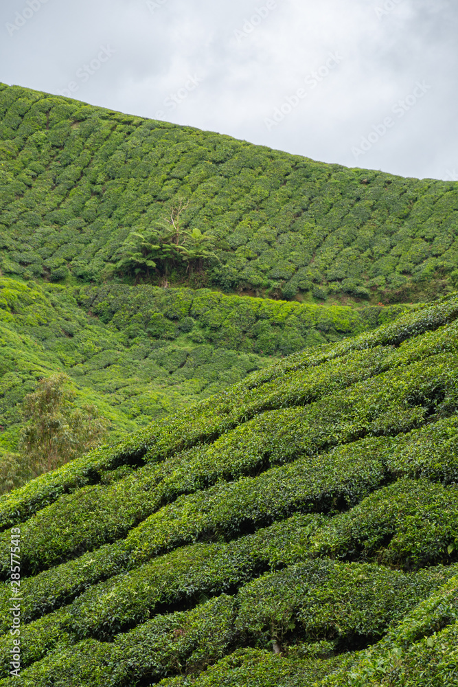 Tea plantation rows of camellia sinensis covering the hill slopes