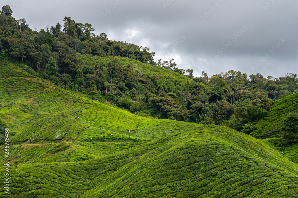 Tea plantation in front of tropical rain forest in Malaysia