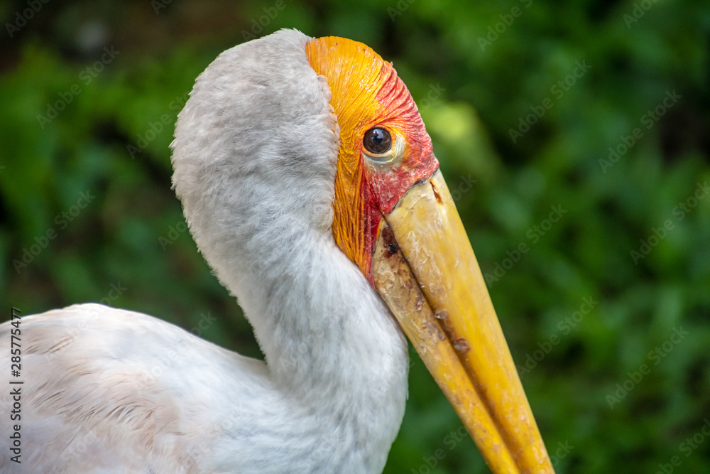 Yellow-billed stork close up photo in Malaysia