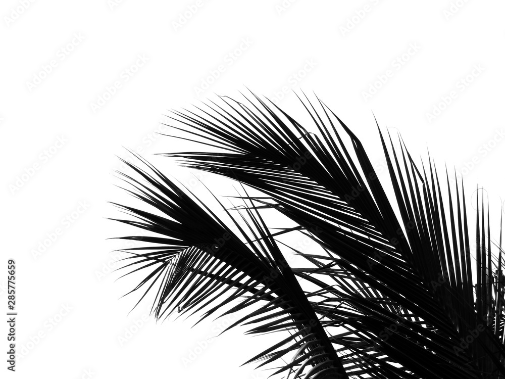Obraz premium beautiful palm leaf on white background