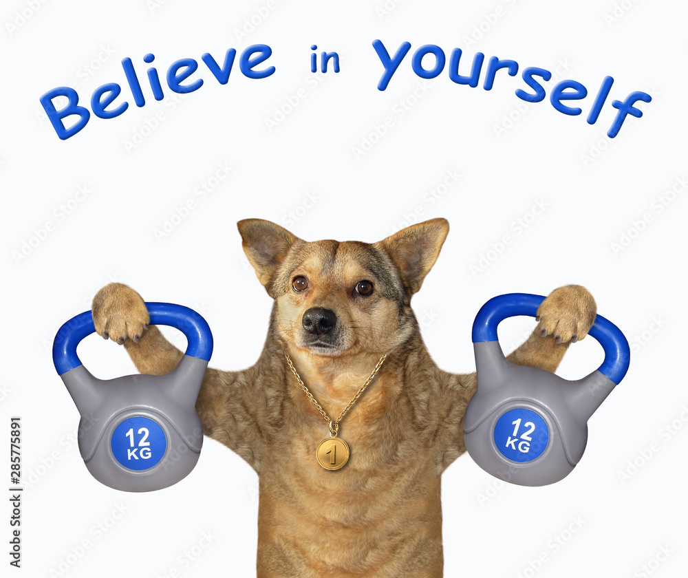 The dog athlete with a sports medal is lifting kettlebells of 12 kilograms.  Believe in yourself. White background. Isolated. Stock Photo | Adobe Stock