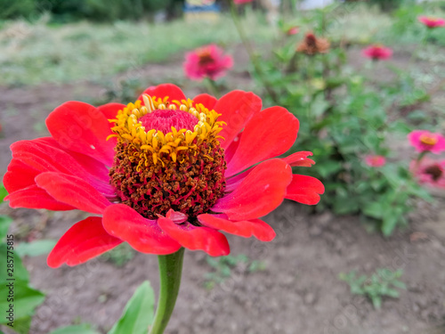 Orange zinnia elegans flowers. Common Zinnia  Zinnia elegans  bloom in garden. Tall orange flowers for a gift