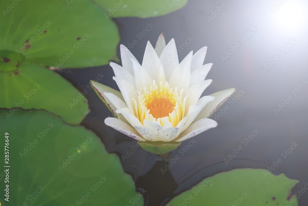 Close up of lotus in the nature Close up of lotus in the nature